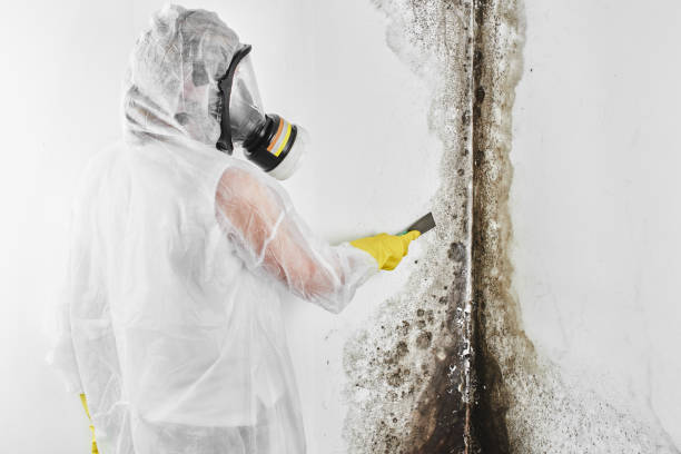 Best Biohazard Mold Removal  in USA